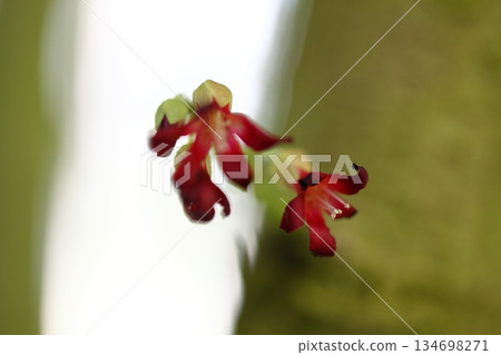 Carambola long-leaved flower 134698271