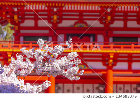 The cherry tree at the shrine 134698379