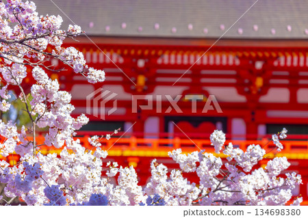 The cherry tree at the shrine 134698380