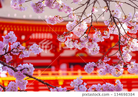 The cherry tree at the shrine 134698384