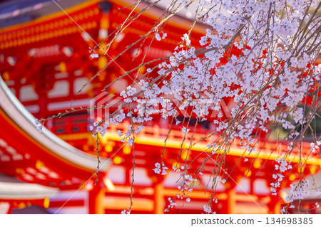在神社的櫻花樹 在神社的櫻花樹 134698385