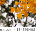 Yellow ginkgo leaves (Autumn sky and ginkgo trees in Kanda Park) 134698408