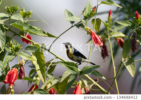 雄性紫太陽鳥日食 134698412