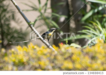 雄性紫太陽鳥日食 雄性紫太陽鳥日食 134698413