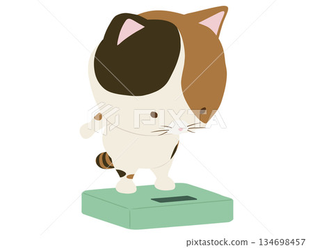 一隻三花貓在體重計上 134698457