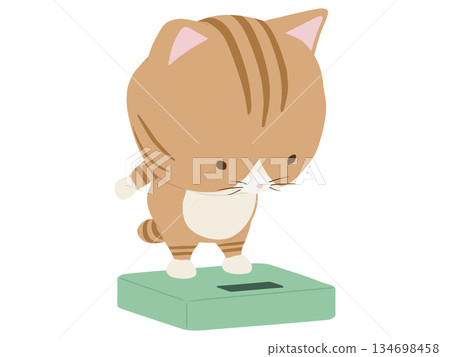 Brown tabby cat on a weighing scale Brown tabby cat on a weighing scale 134698458