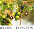 Colorful camphor tree fruits bathed in autumn sunlight (close-up of camphor tree fruits turning color) 134698570