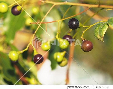 Colorful camphor tree fruits bathed in autumn sunlight (close-up of camphor tree fruits turning color) 134698570