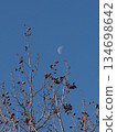 Paulownia fruit bathed in sunlight (A paulownia tree bearing fruit near Kanda Park and a waning crescent moon) 134698642