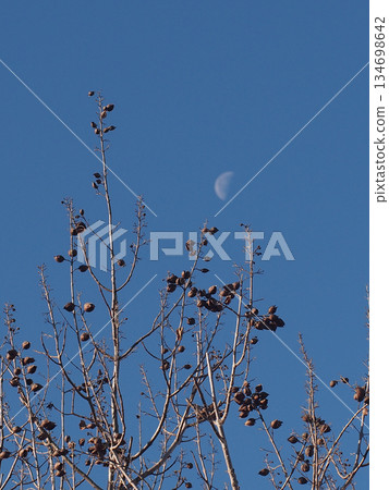 Paulownia fruit bathed in sunlight (A paulownia tree bearing fruit near Kanda Park and a waning crescent moon) Paulownia fruit bathed in sunlight (A paulownia tree bearing fruit near Kanda Park and a waning crescent moon) 134698642