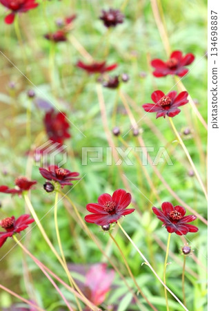 盛開的巧克力波斯菊，垂直擺放 134698887