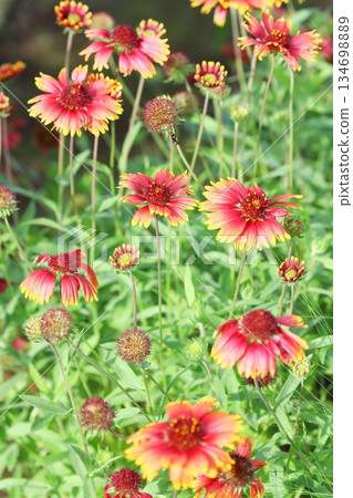 盛開的蓋拉迪亞花，垂直擺放 134698889