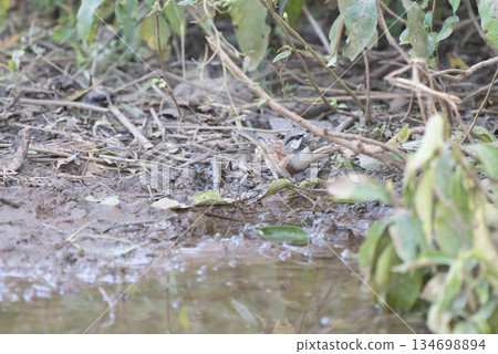 Grey-headed Bunting Grey-headed Bunting 134698894