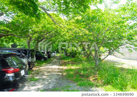 A beautiful parking lot lined with green trees 134699090