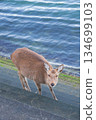 Miyajima deer with the sea in the background 134699103