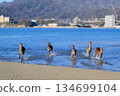 Miyajima deer running up from the sea 134699104