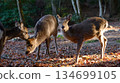 Miyajima deer 134699105