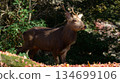 Miyajima's stag 134699106