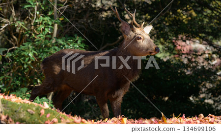 Miyajima's stag Miyajima's stag 134699106