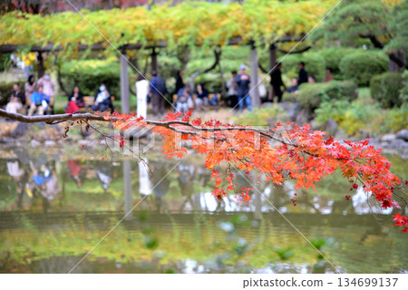 鮮紅的秋葉蔓延過池塘 134699137