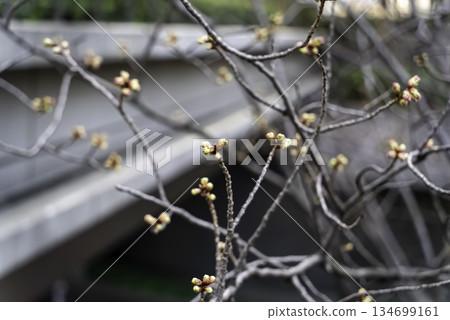 Dankobai（Dankobai）芽 134699161