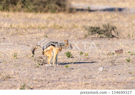 Close-up of a Jackal 134699327