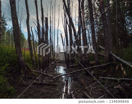 A shallow stream runs through a muddy swamp. Bare, dark trees stand close together, with fallen branches scattered around. A shallow stream runs through a muddy swamp. Bare, dark trees stand close together, with fallen branches scattered around. 134699848