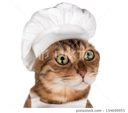 Bengal cat in a chefs hat on a transparent background Bengal cat in a chefs hat on a transparent background 134699955