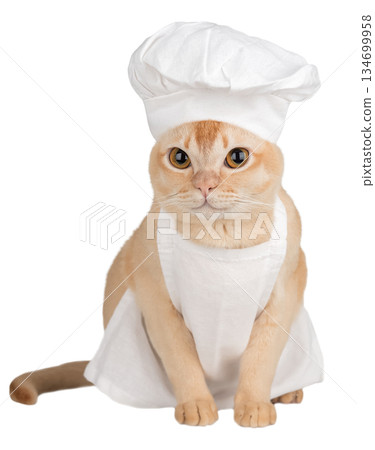 Funny burmese cat in chef hat and apron Funny burmese cat in chef hat and apron 134699958
