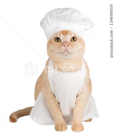 Funny burmese cat in chef hat and apron Funny burmese cat in chef hat and apron 134699959