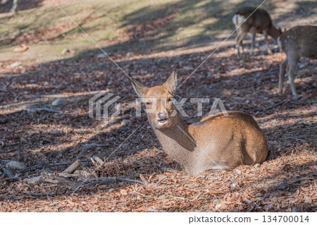 梅花鹿（雌性）奈良公園 134700014