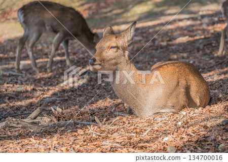 梅花鹿(雌性)奈良公園 梅花鹿(雌性)奈良公園 134700016