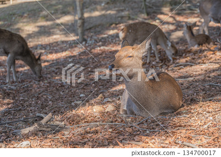 梅花鹿(雌性)奈良公園 梅花鹿(雌性)奈良公園 134700017