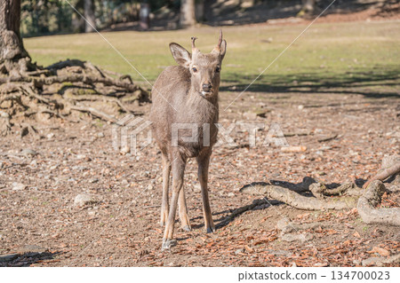 Sika deer (male) Nara Park 134700023