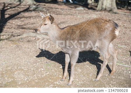 Deer in Nara Park 134700028