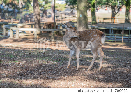Deer in Nara Park 134700031