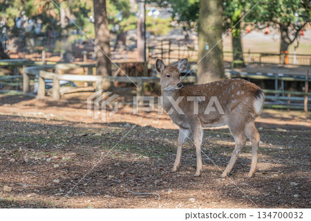 Deer in Nara Park 134700032