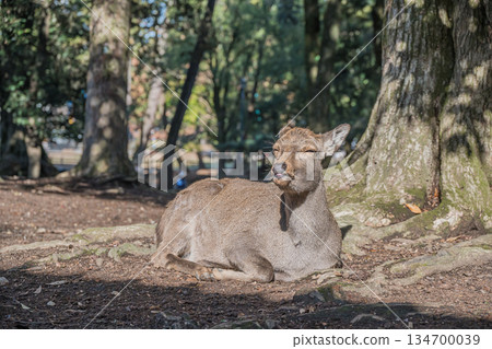 Deer relaxing at the base of a tree in Nara Park 134700039