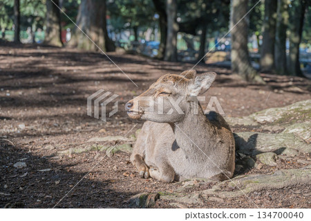 奈良公園裡，一隻鹿在樹下休息。 134700040