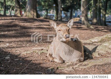 Deer relaxing at the base of a tree in Nara Park Deer relaxing at the base of a tree in Nara Park 134700041