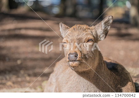 梅花鹿奈良公園 134700042