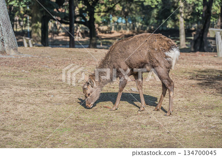 Sika deer (male) Nara Park 134700045