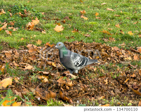 A common pigeon with iridescent green neck plumage stands among brown autumn leaves on green grass, depicting urban wildlife A common pigeon with iridescent green neck plumage stands among brown autumn leaves on green grass, depicting urban wildlife 134700110