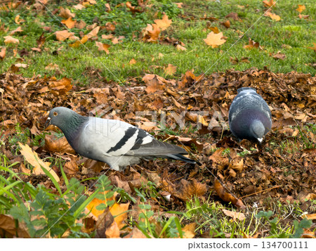 Two serene rock doves foraging amongst scattered fallen autumn leaves and vibrant green grass, illustrating nature's enduring presence in urban park landscapes Two serene rock doves foraging amongst scattered fallen autumn leaves and vibrant green grass, illustrating nature's enduring presence in urban park landscapes 134700111