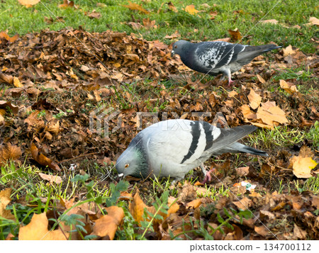 Two common grey pigeons diligently pecking for food among scattered golden and brown autumn leaves on lush green park grass, capturing urban nature in fall Two common grey pigeons diligently pecking for food among scattered golden and brown autumn leaves on lush green park grass, capturing urban nature in fall 134700112