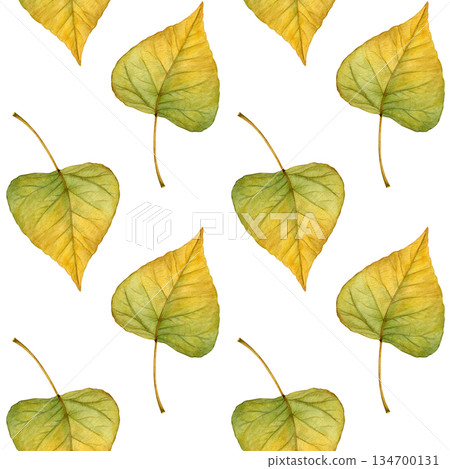 Seamless watercolor pattern of poplar leaves in green and yellow autumn tones on a white background. Good for textiles, wallpaper, wrapping paper, stationery, packaging and surface design 134700131