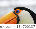 鳥 大嘴鳥 色彩斑斕 134700137