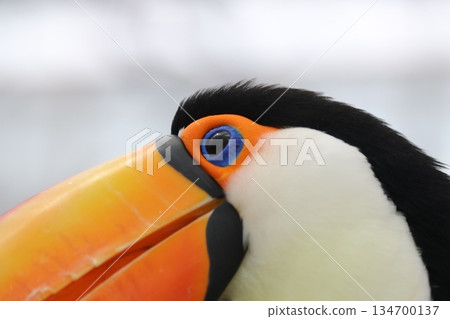 鳥 大嘴鳥 色彩斑斕 134700137