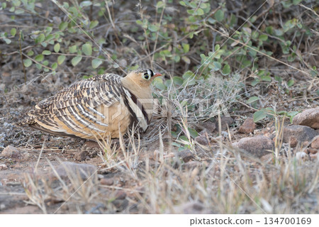 雄性南磯鷸 雄性南磯鷸 134700169