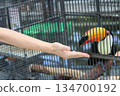 餵巨嘴鳥 134700192